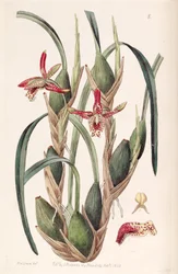 Maxillaria tenuifolia oder Maxillariella tenuifolia